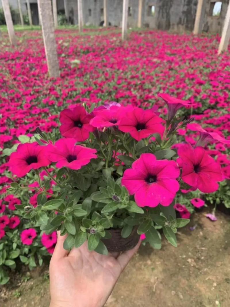自家苗圃供应牵牛花牵牛花基地直销视频看货保质保量
