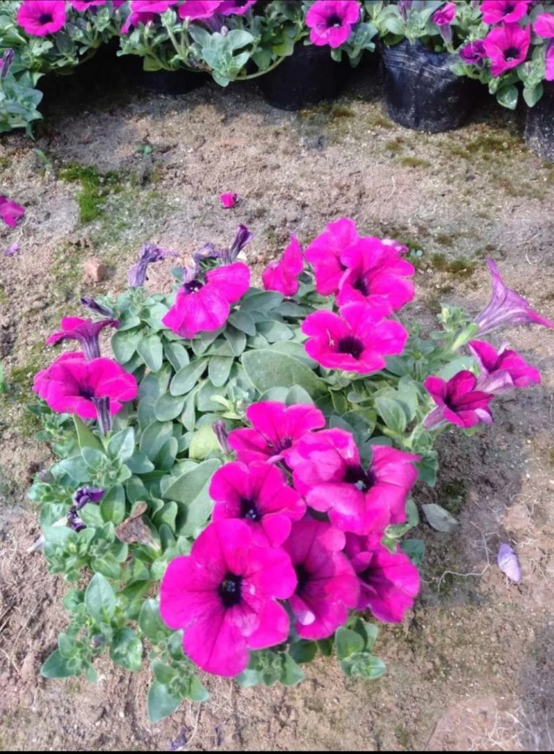自家苗圃供应牵牛花牵牛花基地直销视频看货保质保量