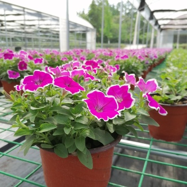 自家苗圃供应牵牛花牵牛花基地直销视频看货保质保量