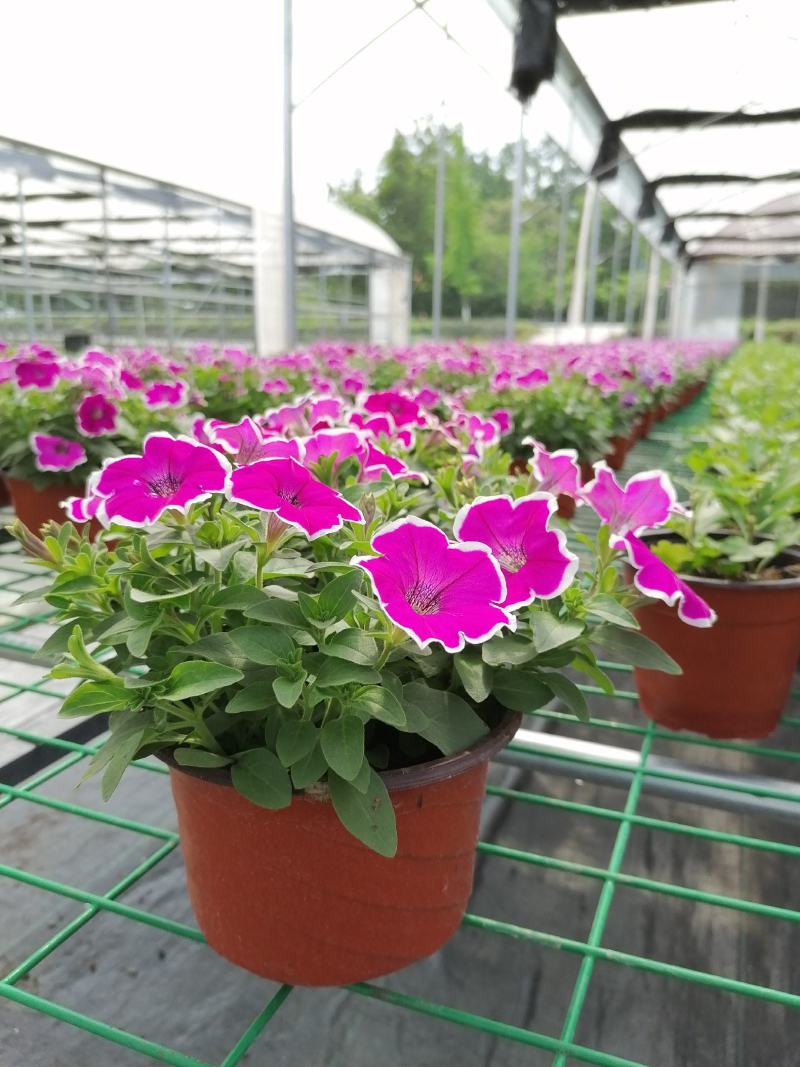 自家苗圃供应牵牛花牵牛花基地直销视频看货保质保量