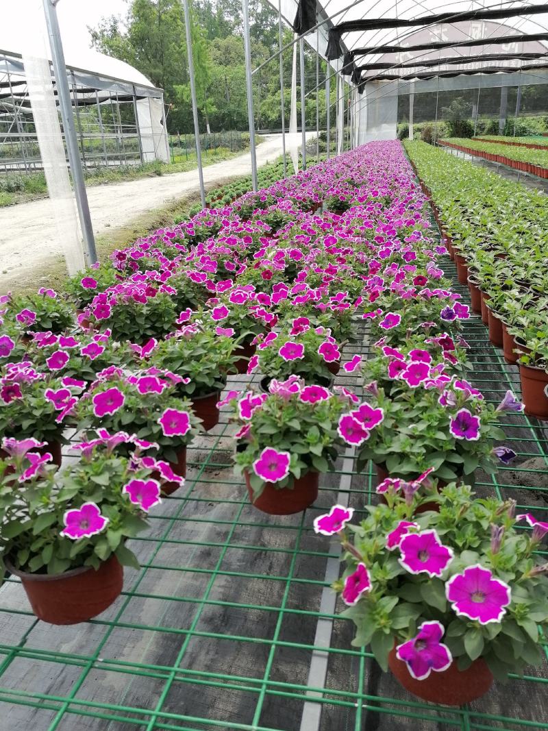 自家苗圃供应牵牛花牵牛花基地直销视频看货保质保量