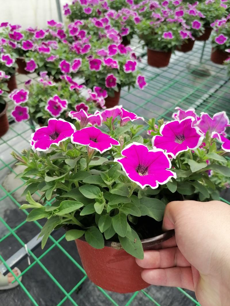 自家苗圃供应牵牛花牵牛花基地直销视频看货保质保量