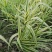 出售花叶芦竹，批发花叶芦竹30-50高