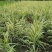出售花叶芦竹，批发花叶芦竹30-50高