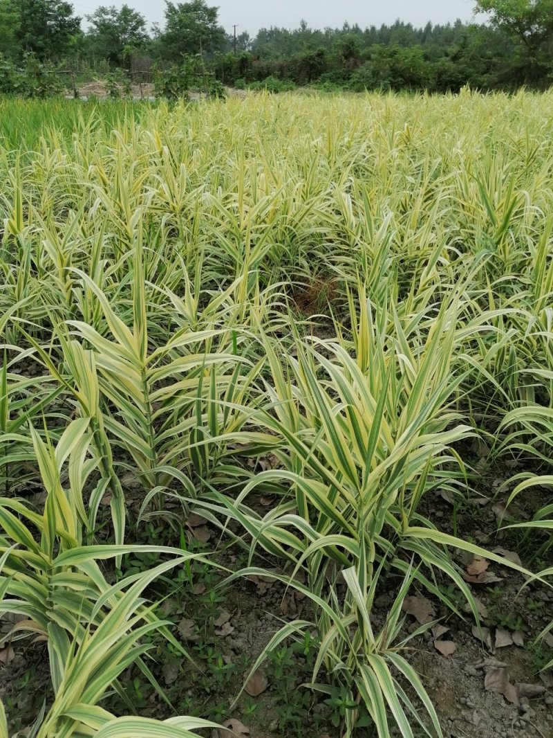 出售花叶芦竹，批发花叶芦竹30-50高