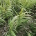 出售花叶芦竹，批发花叶芦竹30-50高
