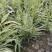 出售花叶芦竹，批发花叶芦竹30-50高