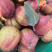 【彩虹梨】陕西红梨，红早酥梨批发价格低，产地直发可视频
