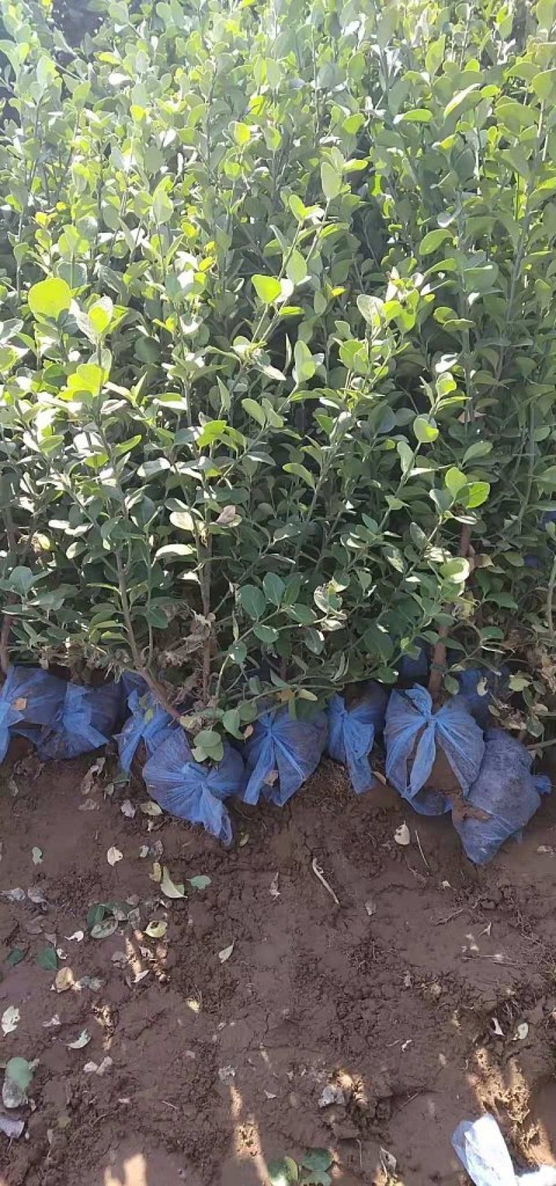 海量供应60公分胶东卫矛