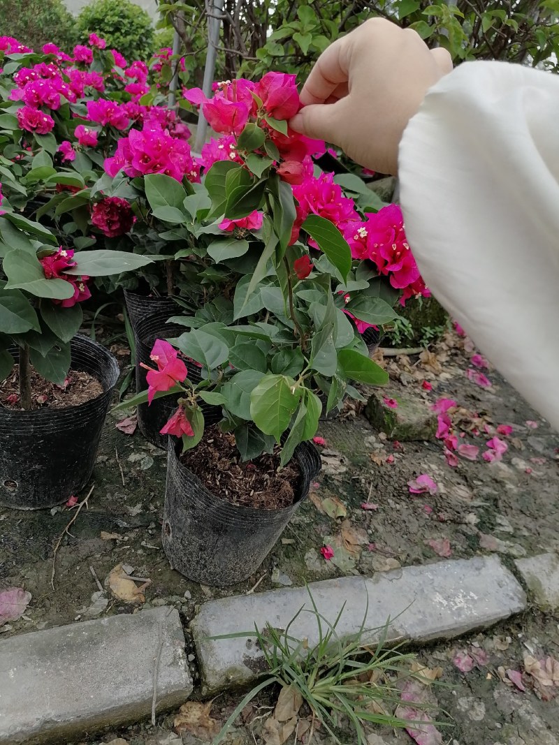 绣球三角梅杯苗30-40公分，工程苗。量大从优