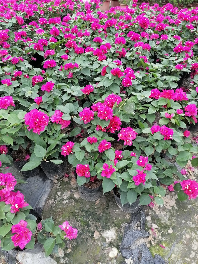 绣球三角梅杯苗30-40公分，工程苗。量大从优