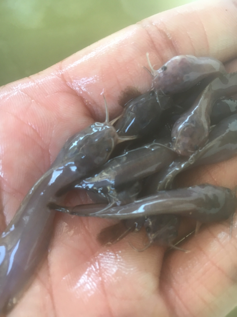 本地三黄土塘鲺鱼苗，胡子鲶鱼苗（产量高）
