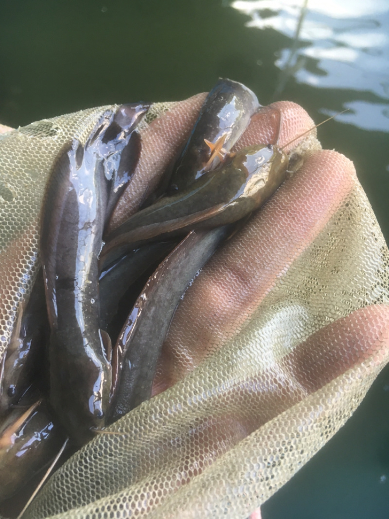 本地三黄土塘鲺鱼苗，胡子鲶鱼苗（产量高）