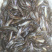 本地三黄土塘鲺鱼苗，胡子鲶鱼苗（产量高）