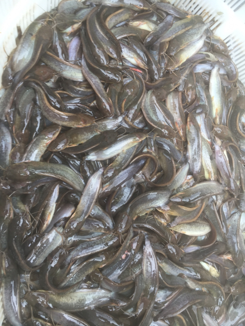 本地三黄土塘鲺鱼苗，胡子鲶鱼苗（产量高）