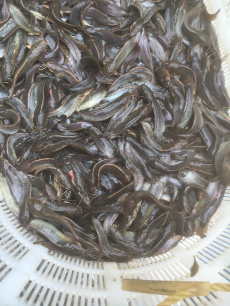本地三黄土塘鲺鱼苗，胡子鲶鱼苗（产量高）