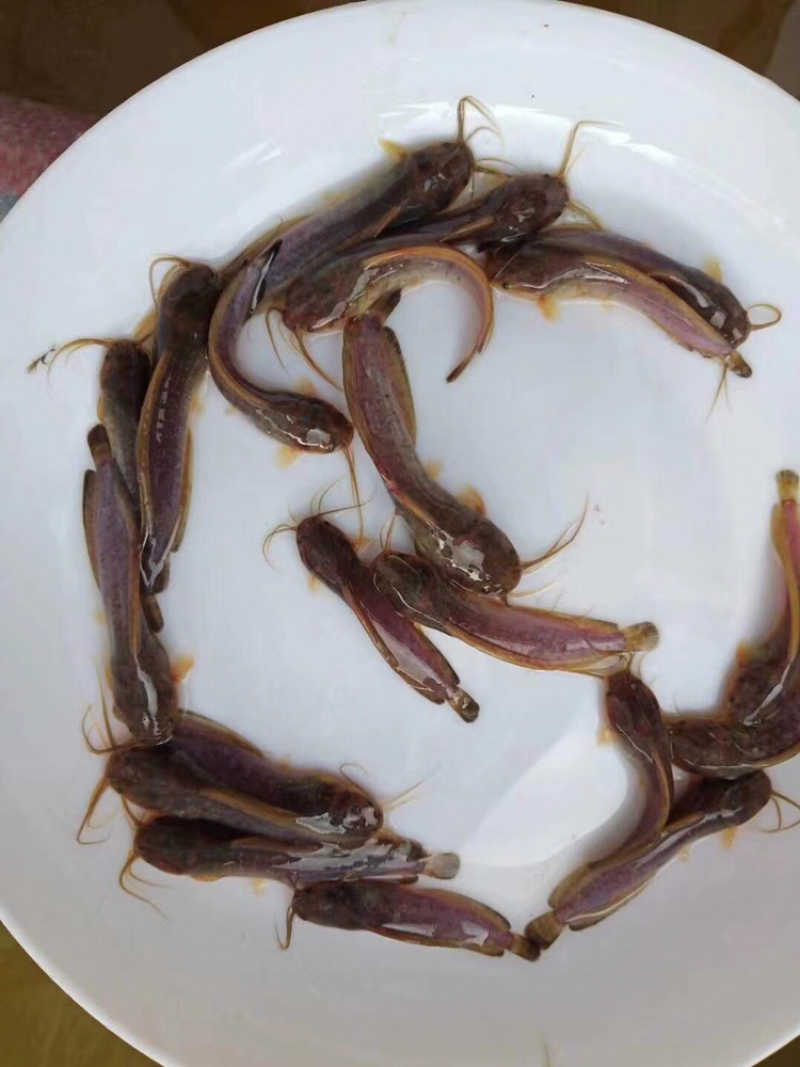 本地三黄土塘鲺鱼苗，胡子鲶鱼苗（产量高）