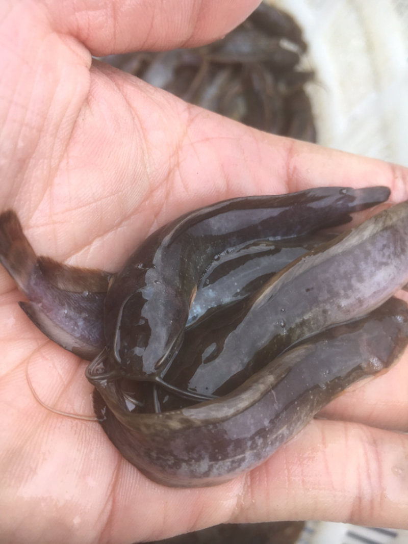 本地三黄土塘鲺鱼苗，胡子鲶鱼苗（产量高）
