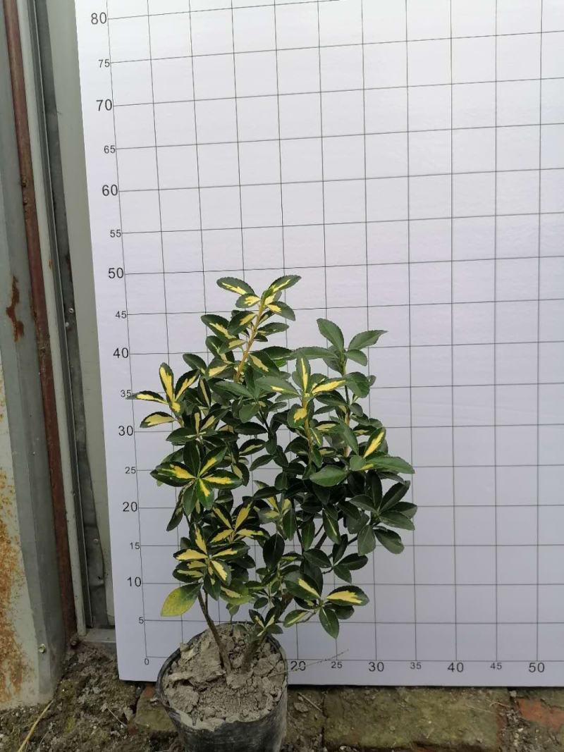 金心黄杨杯苗冠幅相当好规格齐全价格实惠欢迎咨询
