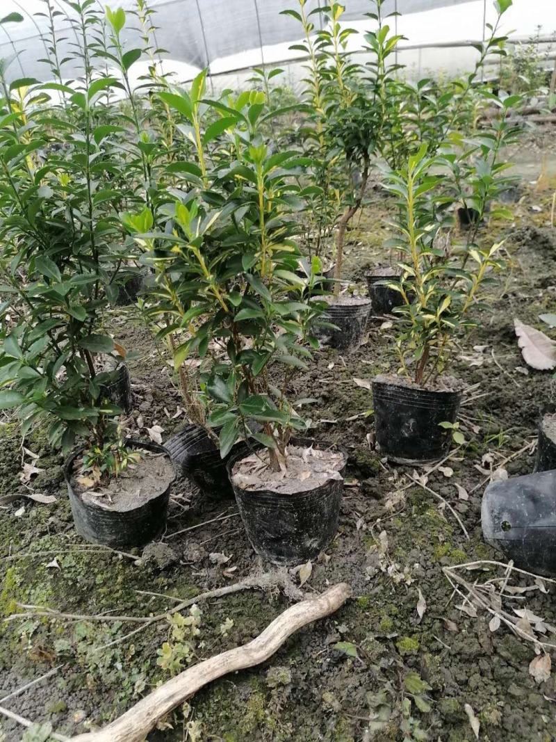 金心黄杨杯苗冠幅相当好规格齐全价格实惠欢迎咨询