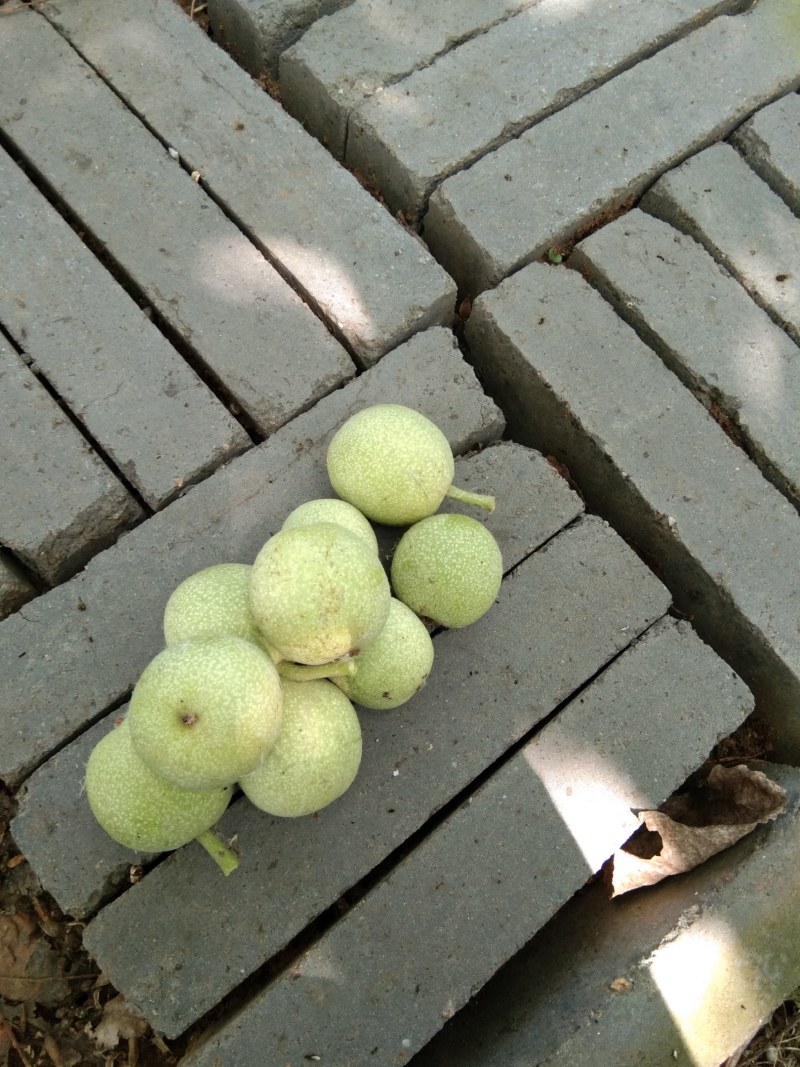 青皮核挑