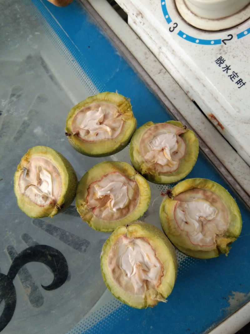 青皮核挑