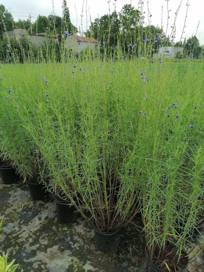 苗圃供应蓝花矢车菊基地直销视频看货保质保量