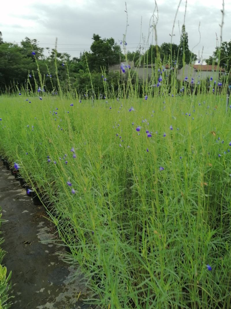 苗圃供应蓝花矢车菊基地直销视频看货保质保量