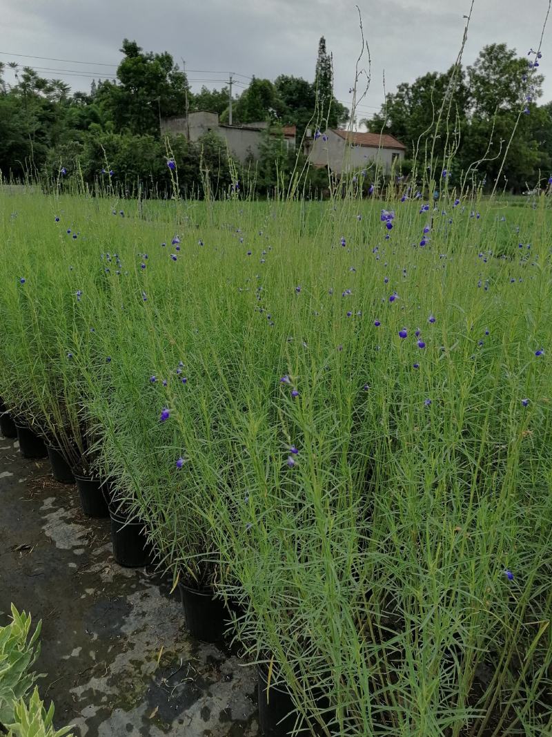 苗圃供应蓝花矢车菊基地直销视频看货保质保量