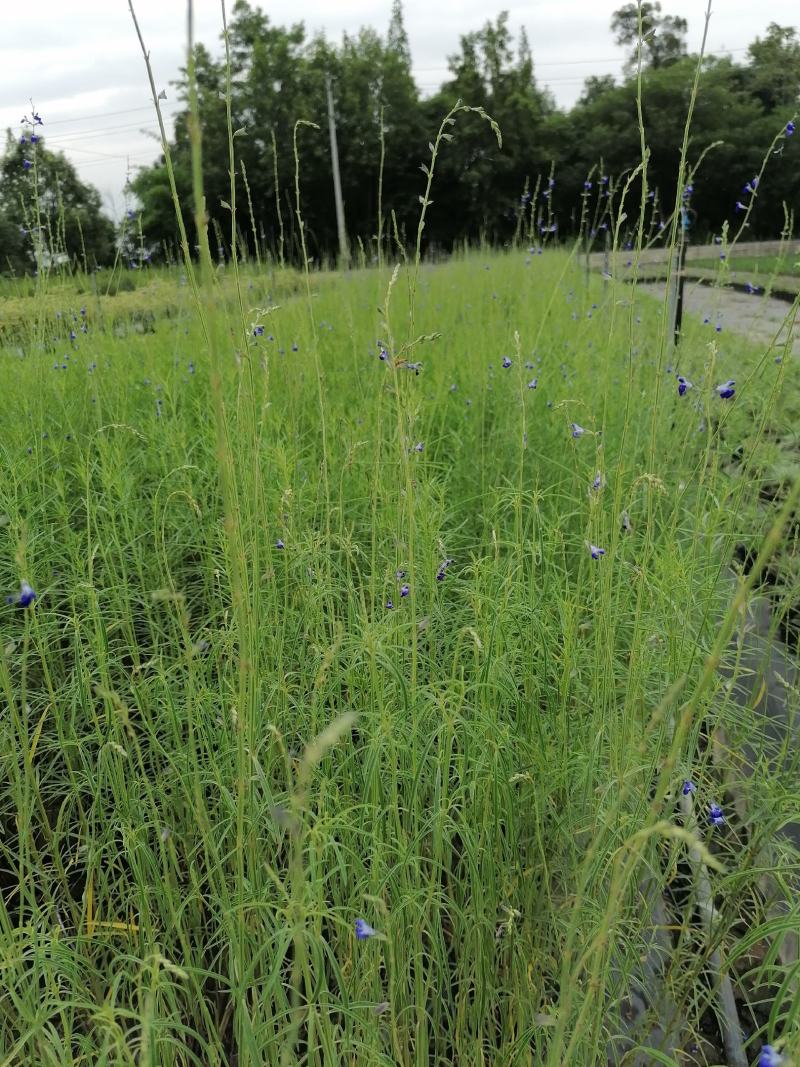 苗圃供应蓝花矢车菊基地直销视频看货保质保量