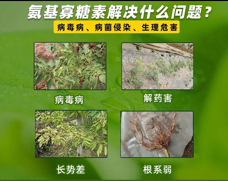 氨基寡糖素番茄辣椒黄瓜病毒病冲施滴灌均可花叶病毒用药