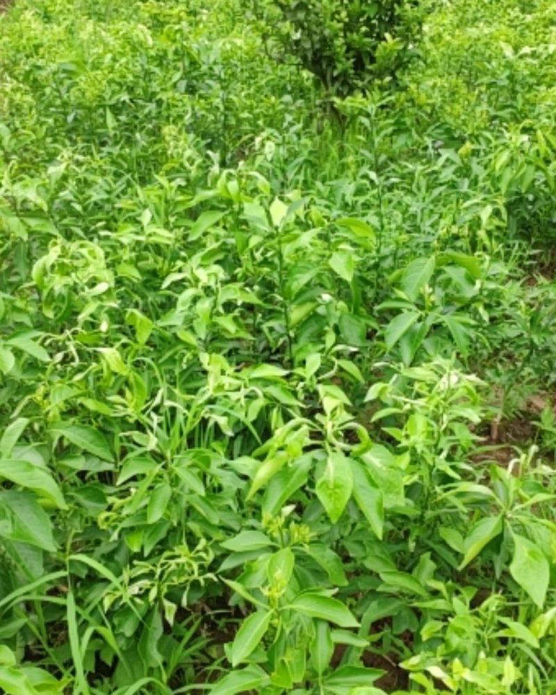 【假一罚十】柑桔苗不知火柑桔苗基地直销包存活包技术