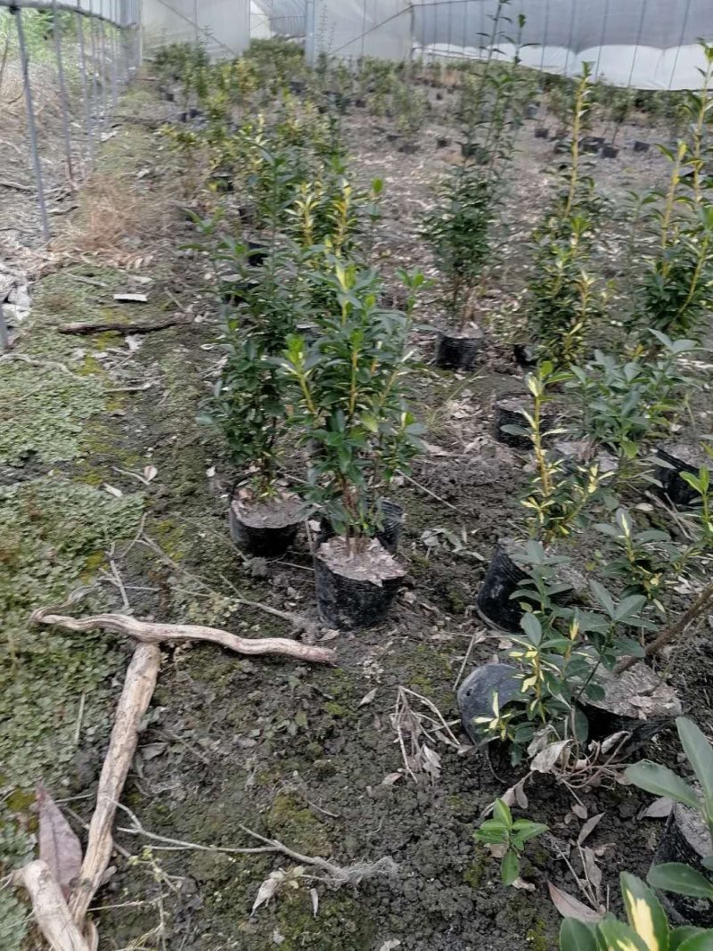 成都基地批发金心黄杨，金心黄杨杯苗40-50高
