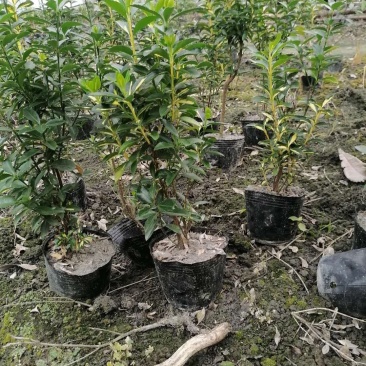 成都基地批发金心黄杨，金心黄杨杯苗40-50高