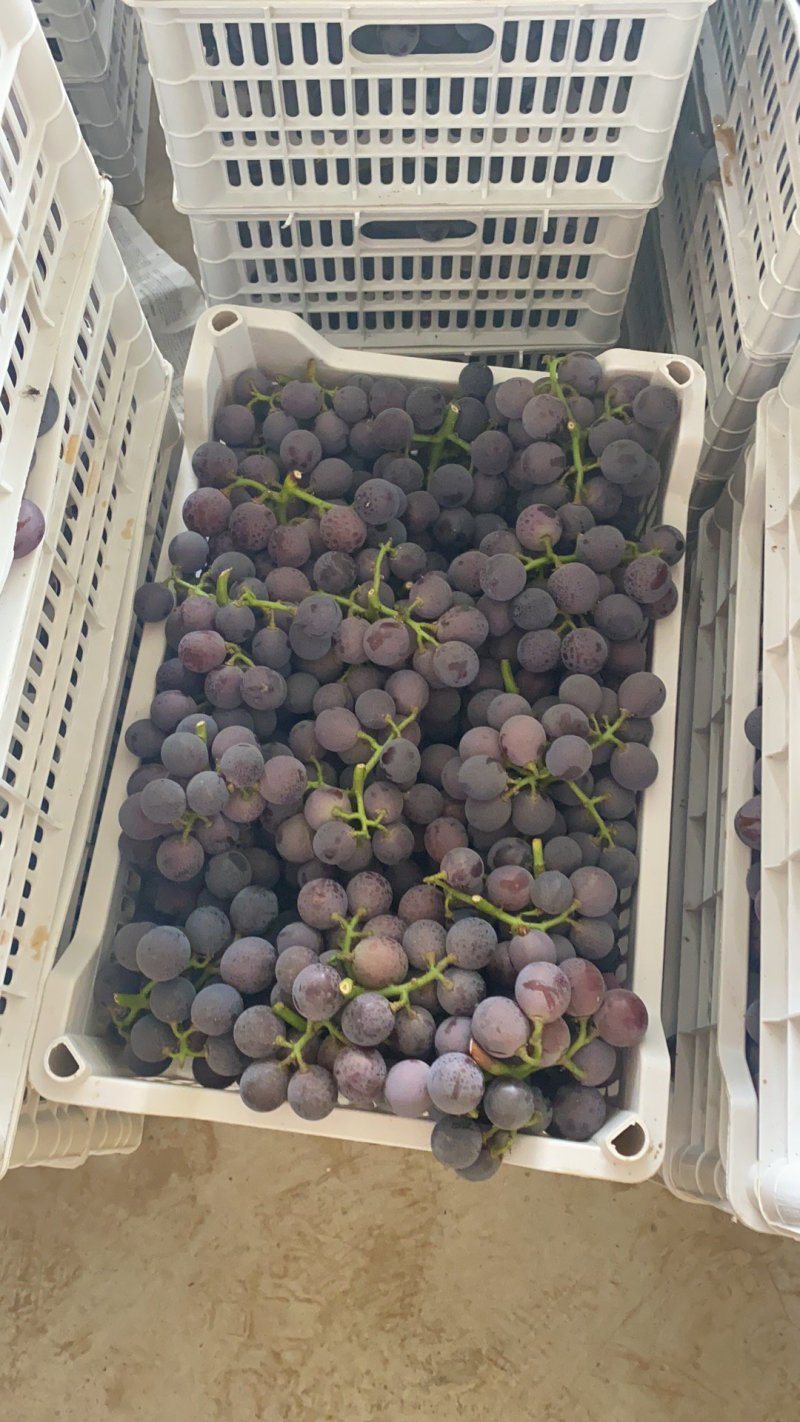聊城巨峰大量上市中果粉好口感甜（提供冷库）