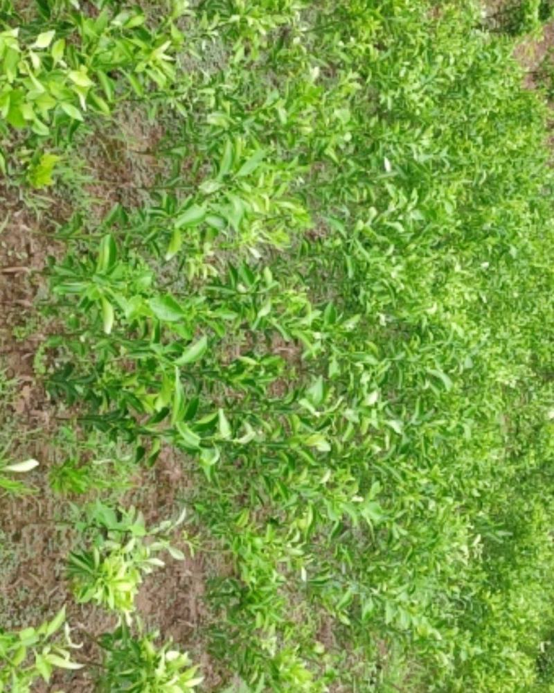 柑桔苗晚芦品种纯正苗壮