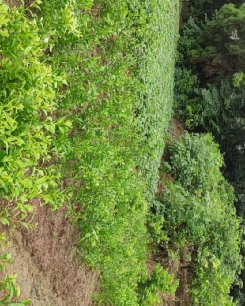 柑桔苗晚芦品种纯正苗壮
