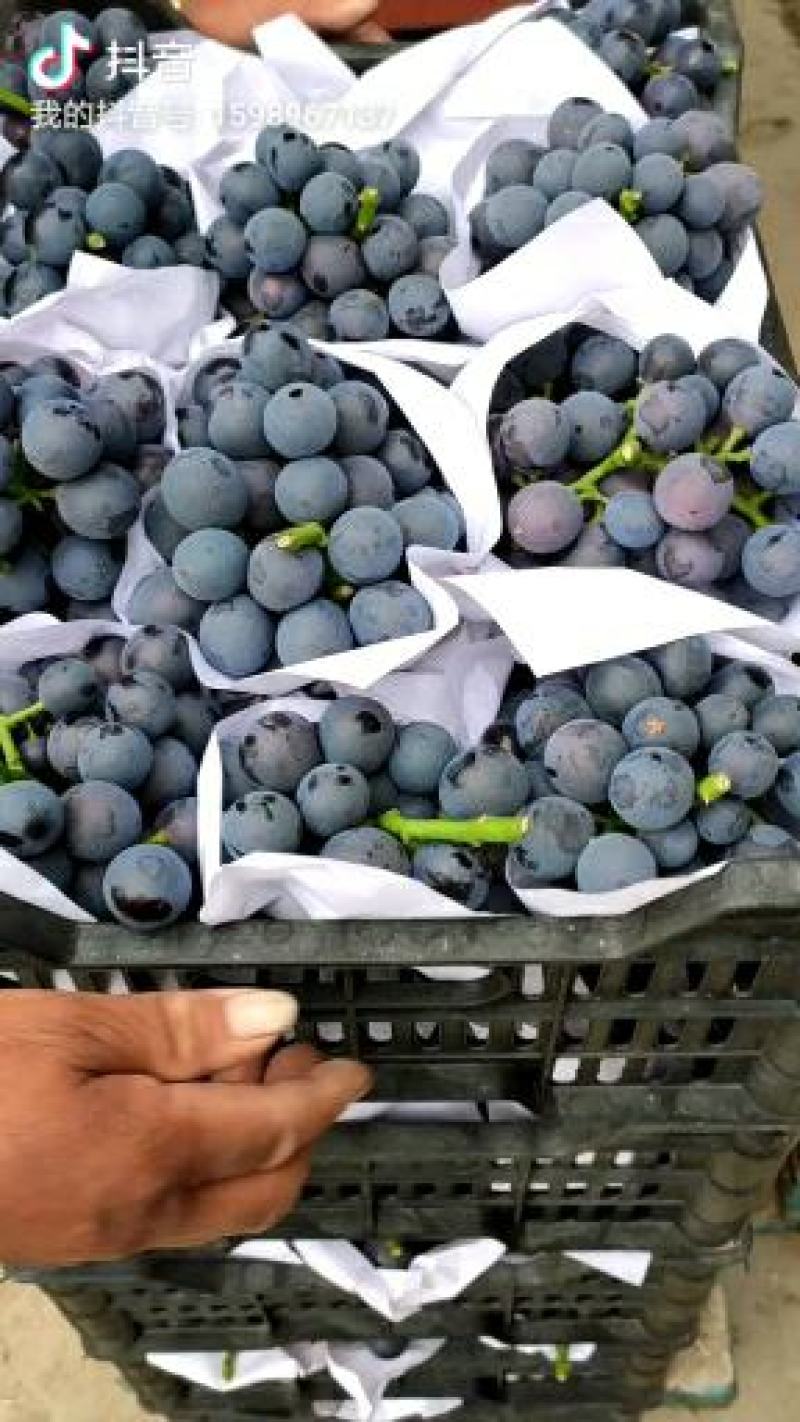 【优质商家】柏乡葡萄大颗粒夏黑大量供应视频看货