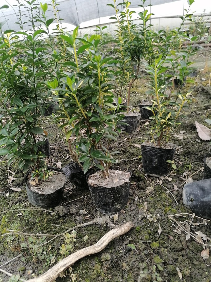 金心黄杨杯苗40-50公分