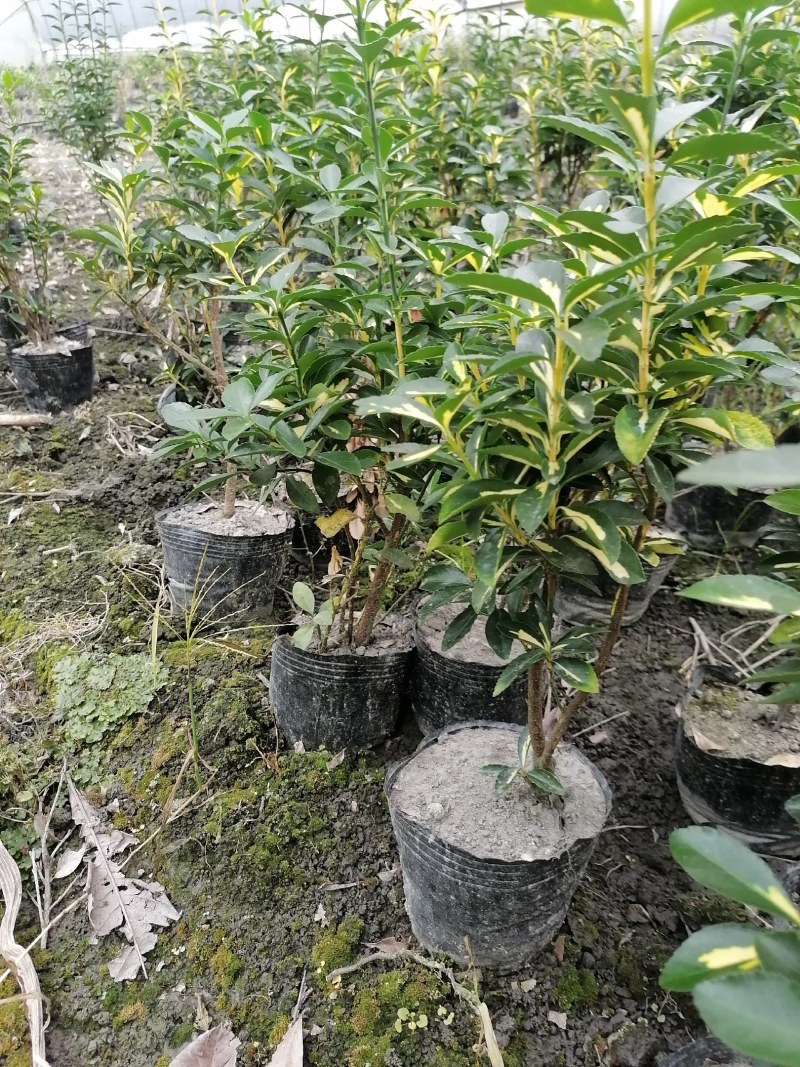 金心黄杨杯苗40-50公分