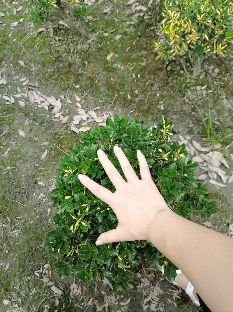金心黄杨笼子高60-70