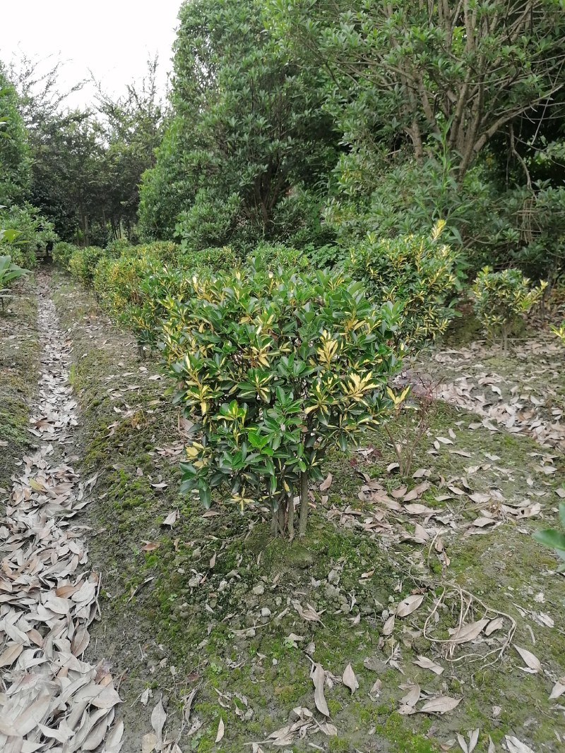 金心黄杨笼子高60-70
