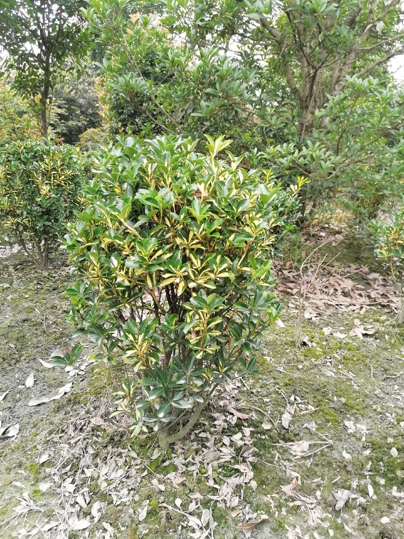 金心黄杨笼子高60-70