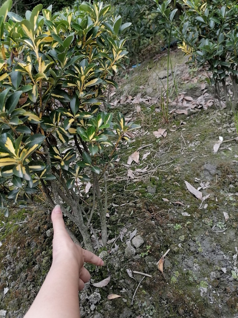 金心黄杨笼子高60-70