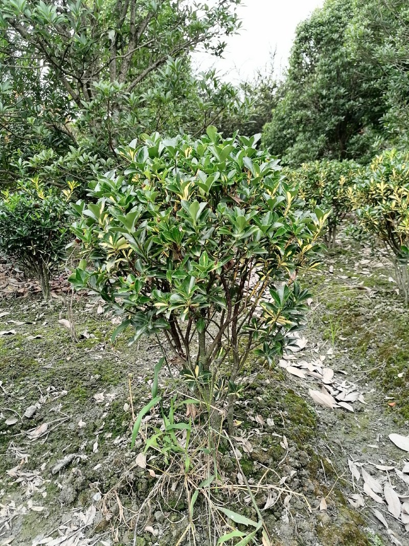 金心黄杨笼子高60-70