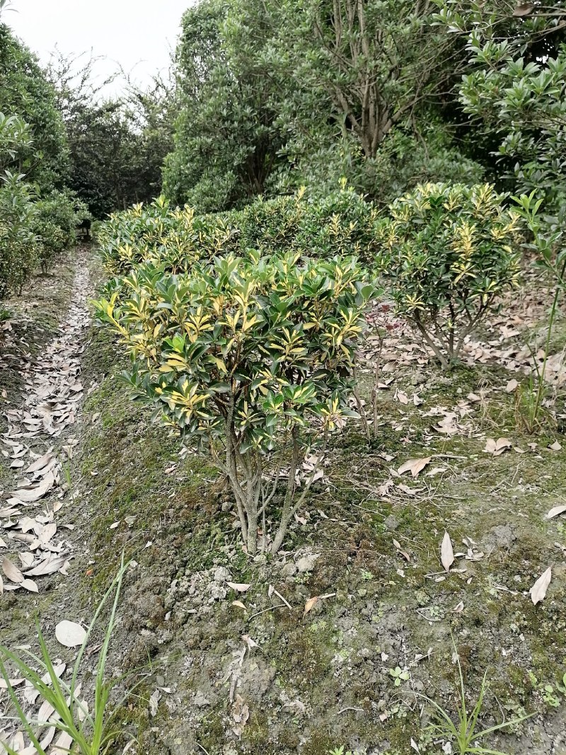 金心黄杨笼子高60-70