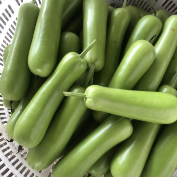瓠子瓠瓜精品瓠子要的联系