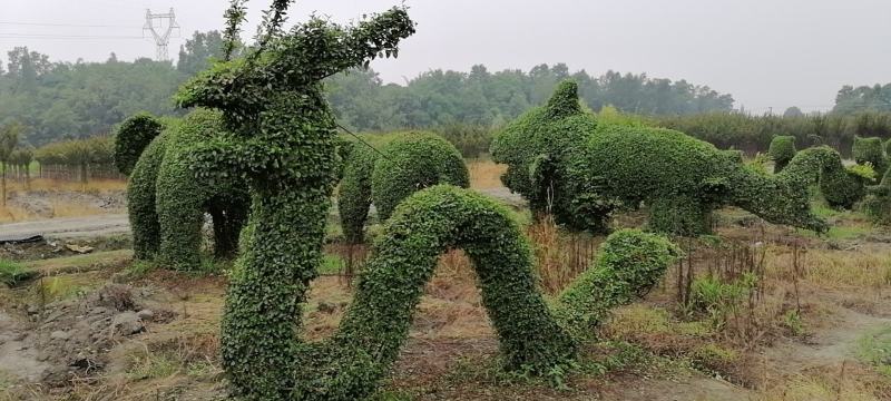 小叶女贞造型处理苗圃低价大处理售完即止欢迎咨询