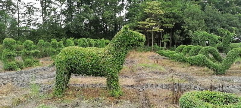 小叶女贞造型处理苗圃低价大处理售完即止欢迎咨询