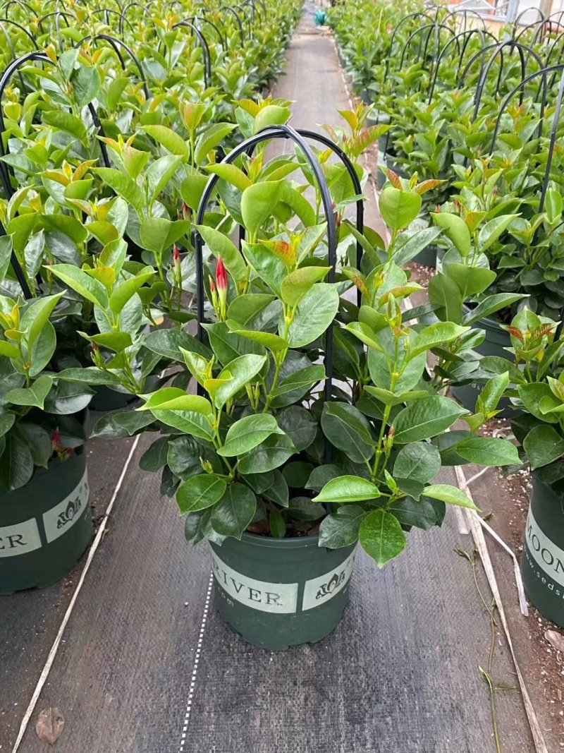 草本飘香藤苗双喜藤盆栽绿植花卉植红粉飘香藤